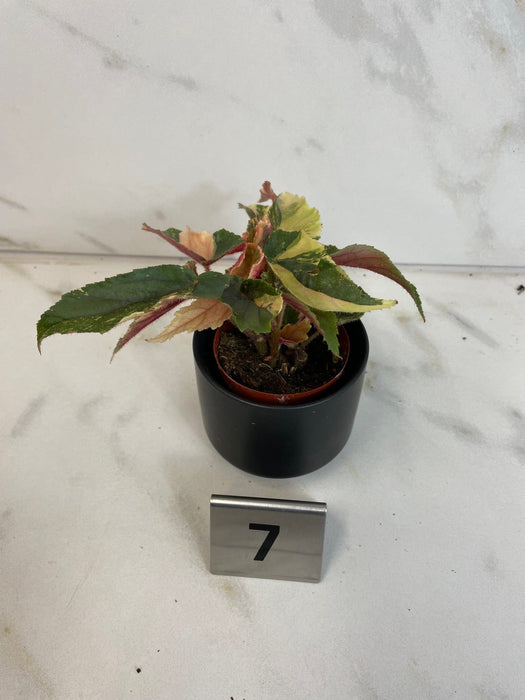 The Plant Farm® Houseplants 7s Begonia Ginny Galaxy - Pick Your Plant, 2" Plant