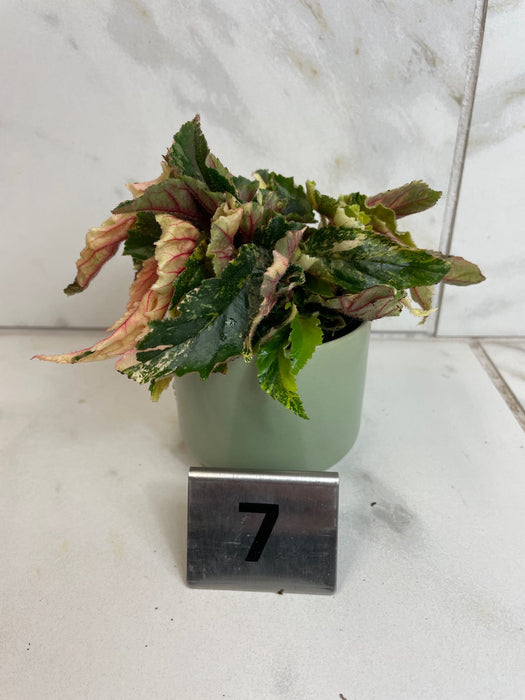 The Plant Farm® Houseplants 7s Begonia Ginny Galaxy - Pick Your Plant, 2" Plant