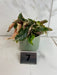 The Plant Farm® Houseplants 7s Begonia Ginny Galaxy - Pick Your Plant, 2" Plant