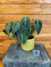 The Plant Farm® Houseplants 7s Philodendron Melanochrysum - Pick Your Plant, 4" Plant