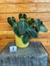 The Plant Farm® Houseplants 7s Philodendron Melanochrysum - Pick Your Plant, 4" Plant