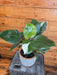 The Plant Farm® Houseplants 7s Philodendron White Knight - Pick Your Plant, 6" Plant