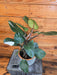 The Plant Farm® Houseplants 7s Philodendron White Knight - Pick Your Plant, 6" Plant