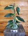 The Plant Farm® Houseplants 82s Monstera standleyana Aurea Variegata on Moss Pole - Pick Your Plant, 4" Plant