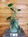 The Plant Farm® Houseplants 83s Monstera standleyana Aurea Variegata on Moss Pole - Pick Your Plant, 4" Plant