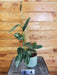 The Plant Farm® Houseplants 84s Monstera standleyana Aurea Variegata on Moss Pole - Pick Your Plant, 4" Plant
