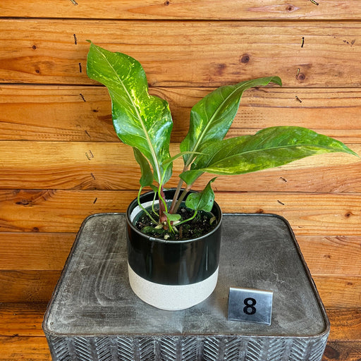 The Plant Farm® Houseplants 8s Anthurium Hookeri Variegated - Pick Your Plant, 4" Plant