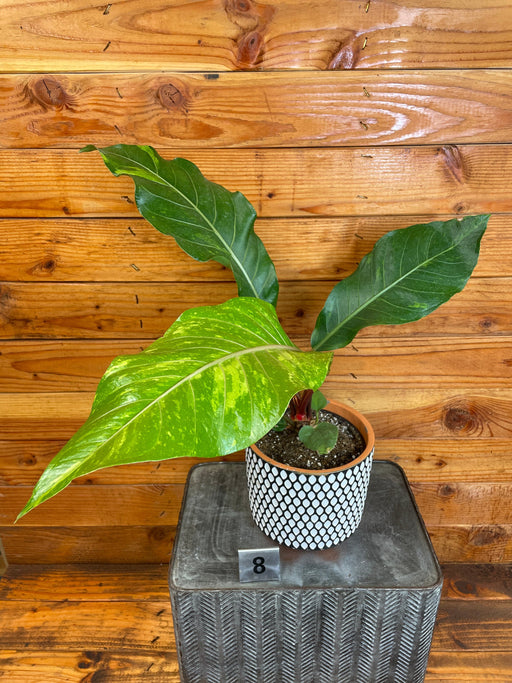 The Plant Farm® Houseplants 8s Anthurium Hookeri Variegated - Pick Your Plant, 6" Plant