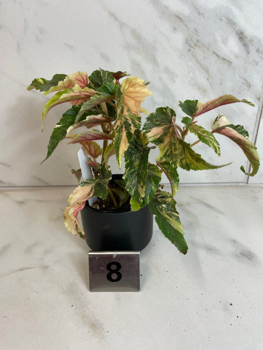 The Plant Farm® Houseplants 8s Begonia Ginny Galaxy - Pick Your Plant, 2" Plant