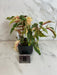 The Plant Farm® Houseplants 8s Begonia Ginny Galaxy - Pick Your Plant, 2" Plant