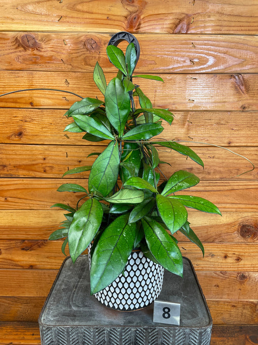 The Plant Farm® Houseplants 8s Hoya Crassipetiolata Little Splash - Pick Your Plant, 6" Plant