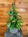 The Plant Farm® Houseplants 8s Hoya Crassipetiolata Little Splash - Pick Your Plant, 6" Plant