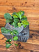 The Plant Farm® Houseplants 8s Hoya Obovata Variegated - Pick Your Plant, 6" Plant