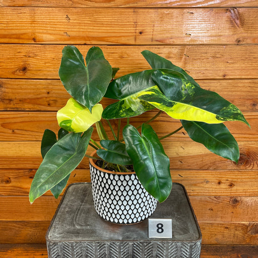 The Plant Farm® Houseplants 8s Philodendron Burle Marx Variegated-Pick Your Plant, 6" Plant