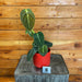 The Plant Farm® Houseplants 8s Philodendron Melanochrysum-Pick Your Plant, 4" Plant