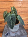 The Plant Farm® Houseplants 8s Philodendron Melanochrysum - Pick Your Plant, 6" Plant