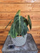 The Plant Farm® Houseplants 8s Philodendron Melanochrysum - Pick Your Plant, 6" Plant