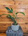 The Plant Farm® Houseplants 8s Philodendron Panduriforme - Pick Your Plant, 6" Plant