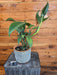 The Plant Farm® Houseplants 8s Philodendron Panduriforme - Pick Your Plant, 6" Plant