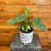 The Plant Farm® Houseplants 9s Alocasia Gageana Variegata - Pick Your Plant, 6" Plant
