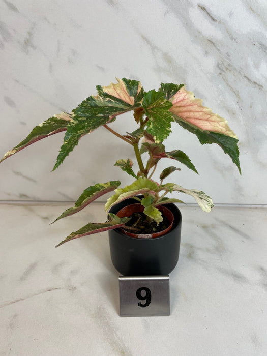 The Plant Farm® Houseplants 9s Begonia Ginny Galaxy - Pick Your Plant, 2" Plant