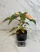 The Plant Farm® Houseplants 9s Begonia Ginny Galaxy - Pick Your Plant, 2" Plant