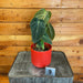 The Plant Farm® Houseplants 9s Philodendron Melanochrysum-Pick Your Plant, 4" Plant