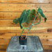 The Plant Farm® Houseplants 9s Philodendron Splendid -Pick Your Plant, 2" Plant