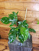 The Plant Farm® Houseplants 9s Philodendron Squamiferum - Pick Your Plant, 6" Plant