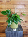 The Plant Farm® Houseplants 9s Philodendron Squamiferum - Pick Your Plant, 6" Plant