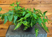 The Plant Farm® Houseplants Abutilon Chinese Lantern, 6" Plant