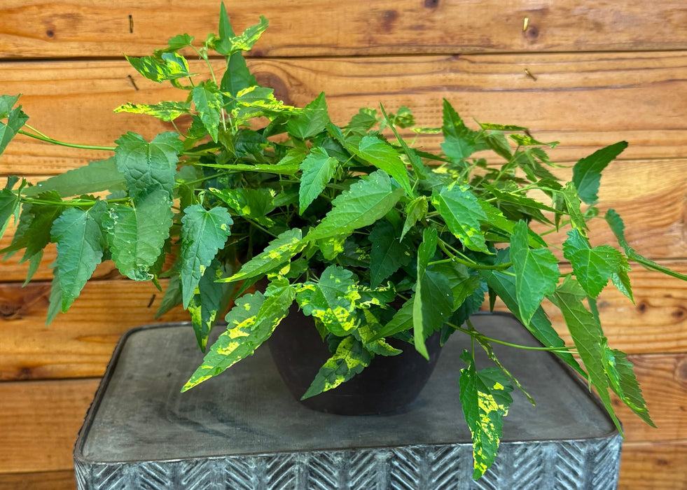 The Plant Farm® Houseplants Abutilon Chinese Lantern, 6" Plant