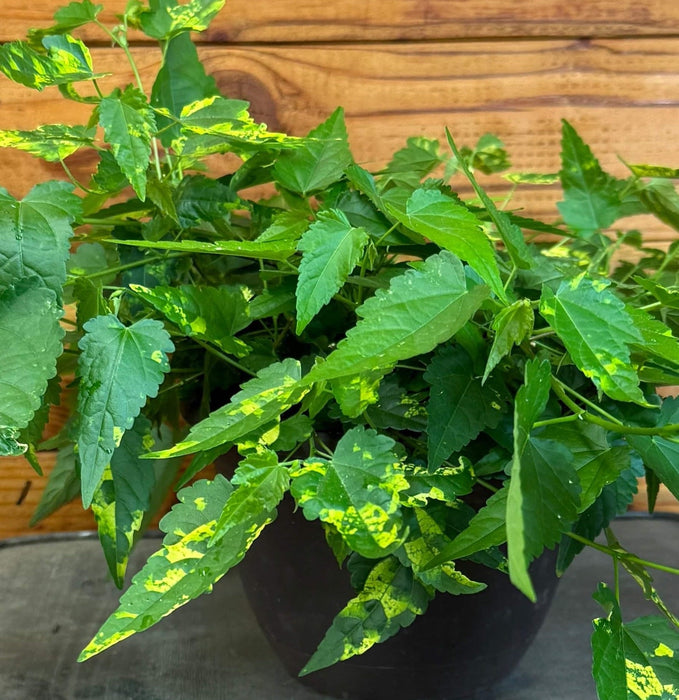 The Plant Farm® Houseplants Abutilon Chinese Lantern, 6" Plant