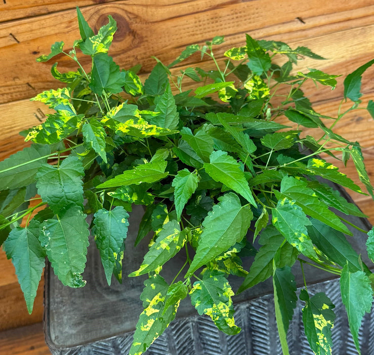 The Plant Farm® Houseplants Abutilon Chinese Lantern, 6" Plant