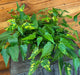 The Plant Farm® Houseplants Abutilon Chinese Lantern, 6" Plant