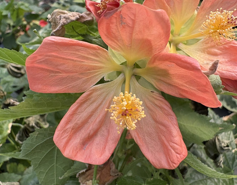 The Plant Farm® Houseplants Abutilon Lucky Lantern Tangerine, 6" Plant