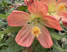 The Plant Farm® Houseplants Abutilon Lucky Lantern Tangerine, 6" Plant