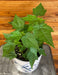 The Plant Farm® Houseplants Abutilon Lucky Lantern Tangerine, 6" Plant
