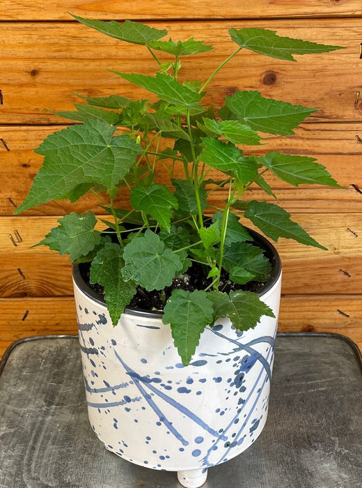 The Plant Farm® Houseplants Abutilon Lucky Lantern Tangerine, 6" Plant