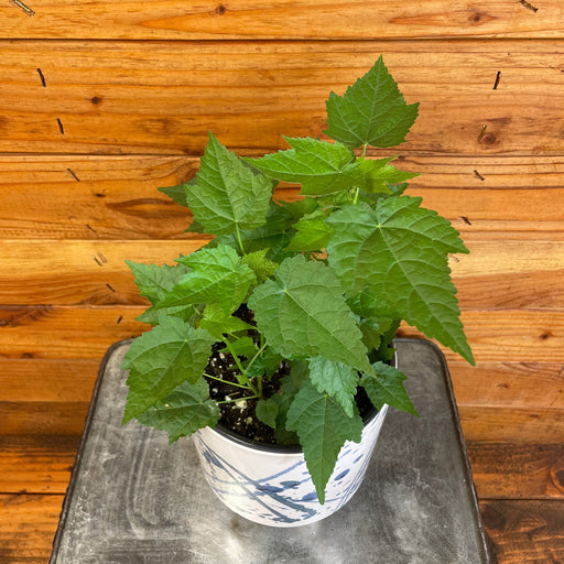 The Plant Farm® Houseplants Abutilon Lucky Lantern Tangerine, 6" Plant