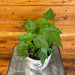 The Plant Farm® Houseplants Abutilon Lucky Lantern Tangerine, 6" Plant