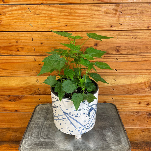 The Plant Farm® Houseplants Abutilon Lucky Lantern Tangerine, 6" Plant