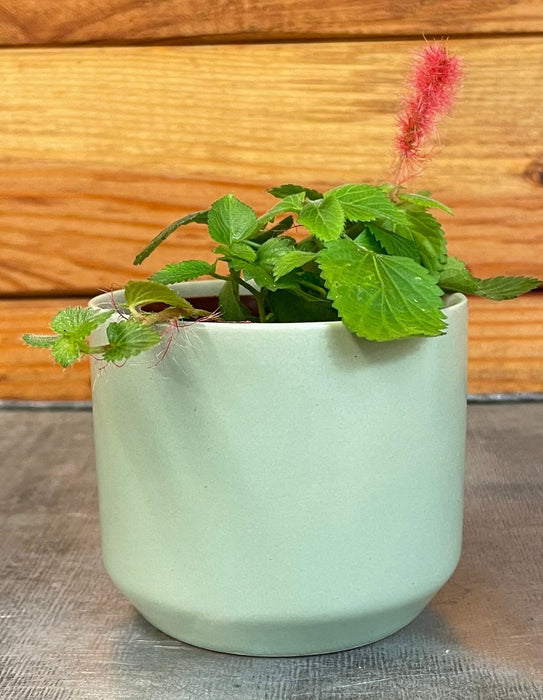 The Plant Farm® Houseplants Acalypha Pendula Strawberry Firetails, 2" Plant