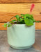 The Plant Farm® Houseplants Acalypha Pendula Strawberry Firetails, 2" Plant