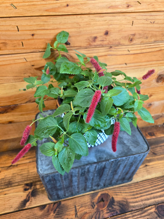 The Plant Farm® Houseplants Acalypha Pendula Strawberry Firetails, 6" Plant