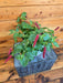 The Plant Farm® Houseplants Acalypha Pendula Strawberry Firetails, 6" Plant