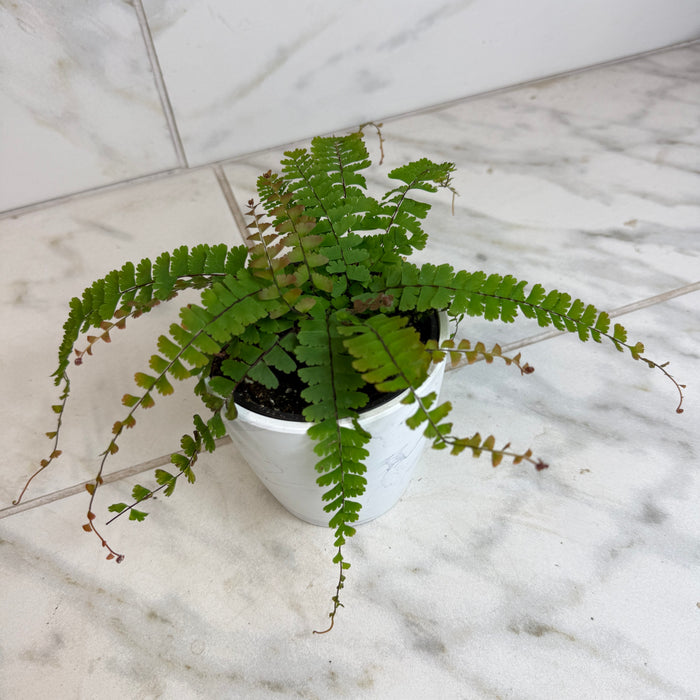 The Plant Farm® Houseplants Adiantum caudatum Trailing Maidenhair Fern, 4" Plant