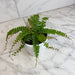 The Plant Farm® Houseplants Adiantum caudatum Trailing Maidenhair Fern, 4" Plant