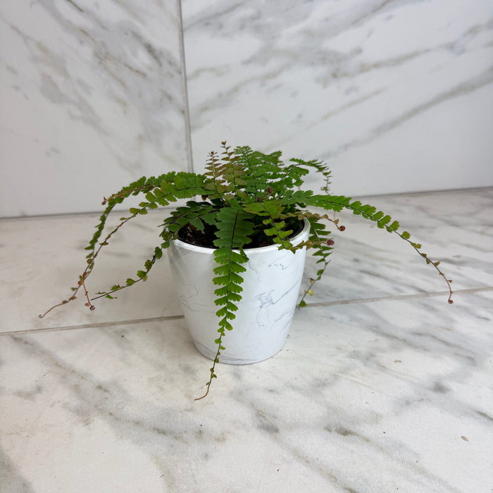 The Plant Farm® Houseplants Adiantum caudatum Trailing Maidenhair Fern, 4" Plant