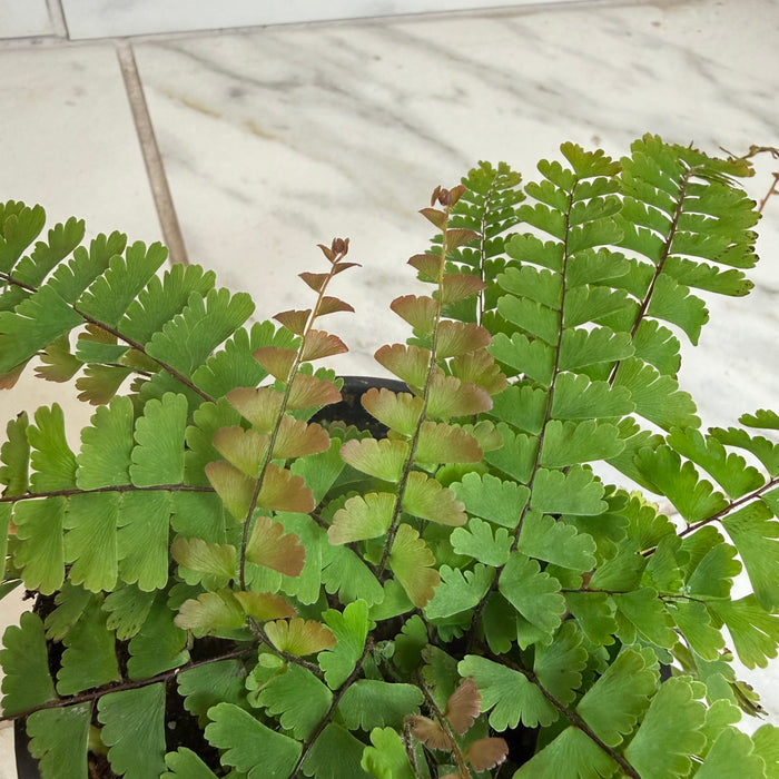 The Plant Farm® Houseplants Adiantum caudatum Trailing Maidenhair Fern, 4" Plant
